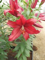 [4266 Firebolt No302.JPG]